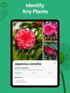 picturethis-plant-identifier-17